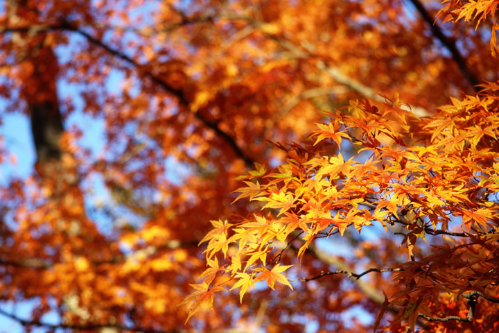 秋におすすめ イベントと紅葉を楽しむ5時間コース 東京観光をタクシーで楽しむためのポータルサイト Tokyodrive