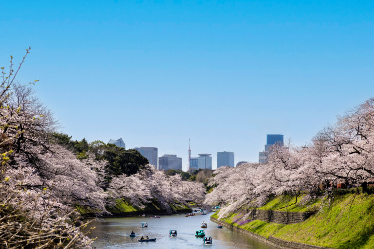 東京観光お花見タクシー2024（桜の名所を半日巡る観光タクシー） 東京観光をタクシーで楽しむためのポータルサイト Tokyodrive